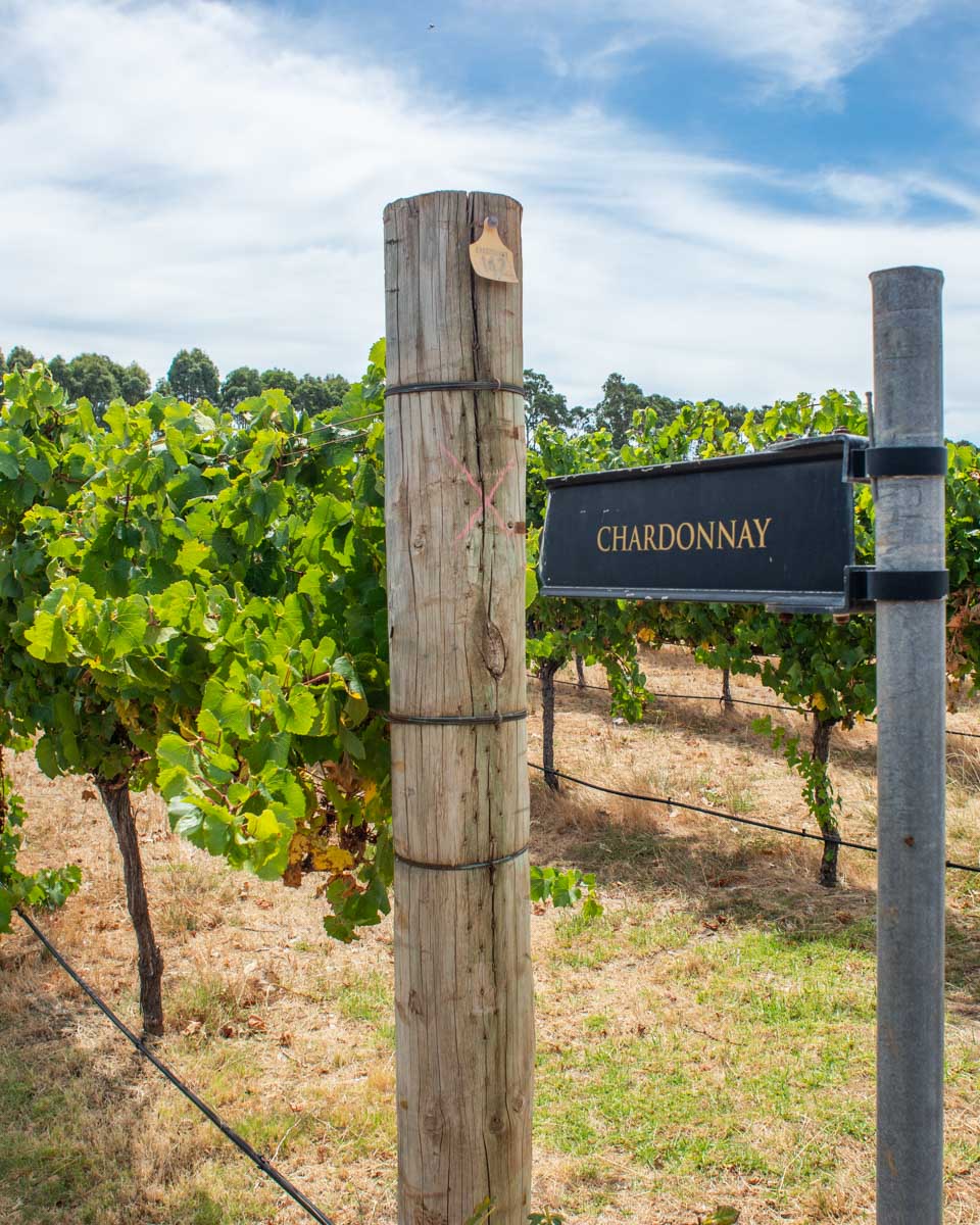 Vines and a sign in Margaret River at a winery, Western Australia