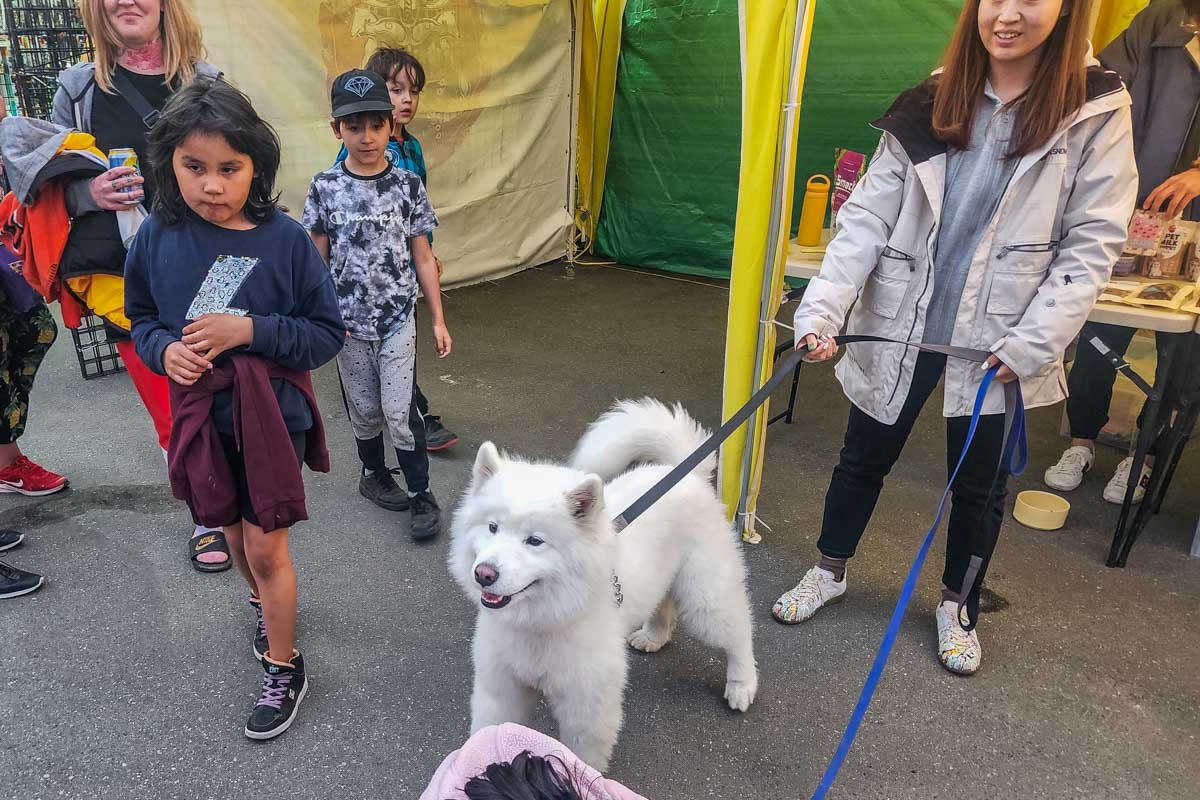 A dog at the Richmond Night Market