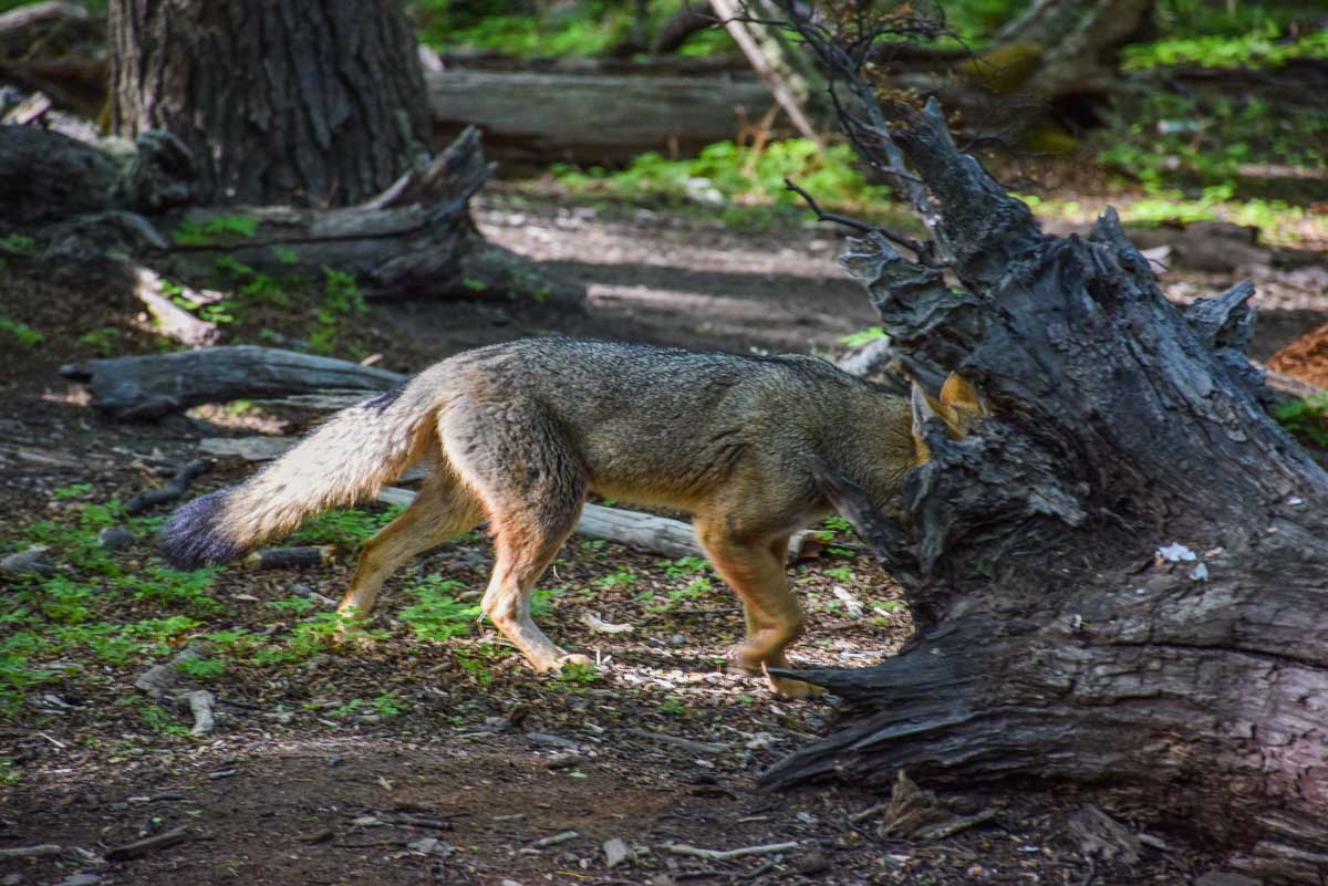 A fox in Torres del Paine National Park