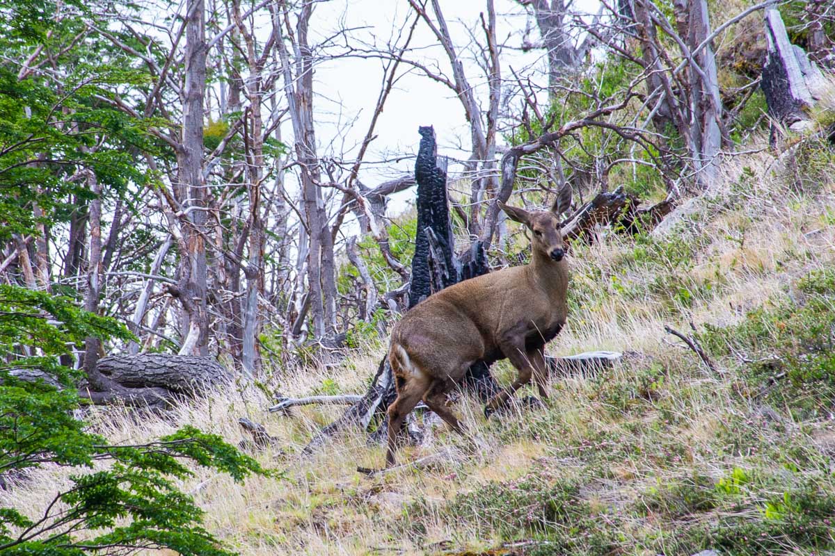 A rare Huemul deer in Torres del Paine NP
