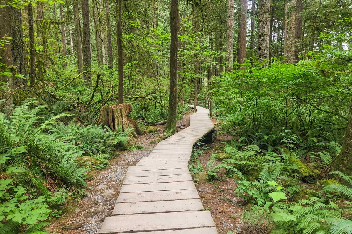 A wooden boardwalk through Lynn Canyon, Vancouver, Canada