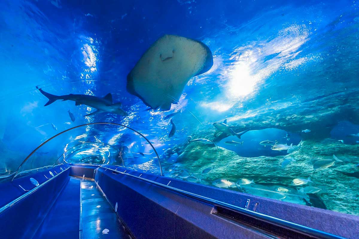 AQWA Shark display in Perth