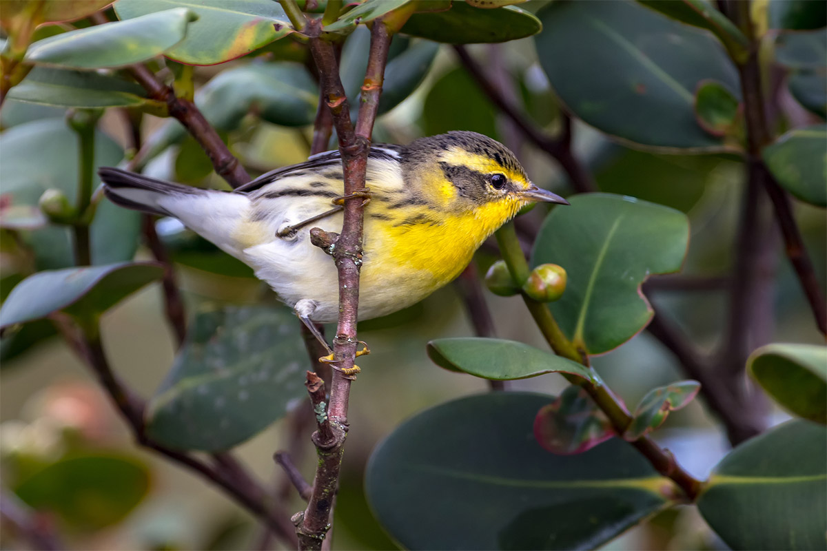 Blackburnian warbler in Valladolid, Mexico