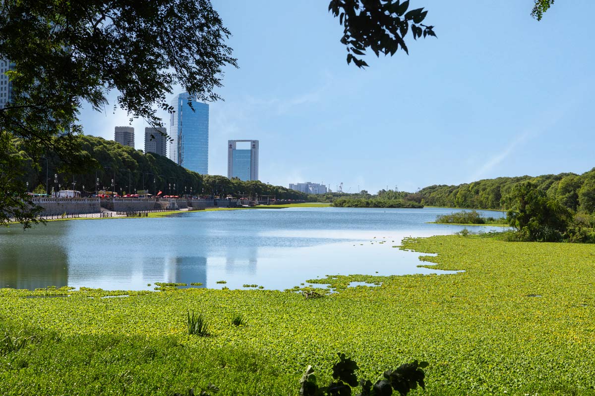 Lake in Costanera Sur Ecological Reserve in Buenos Aires, Argentina