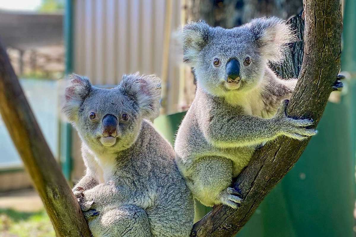 Koalas at Caversham Wildlife Park in Perth, Western Australia