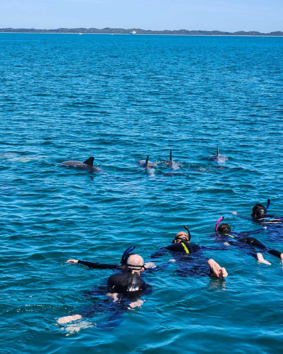 Dolphins swim in front of swimmers in Perth