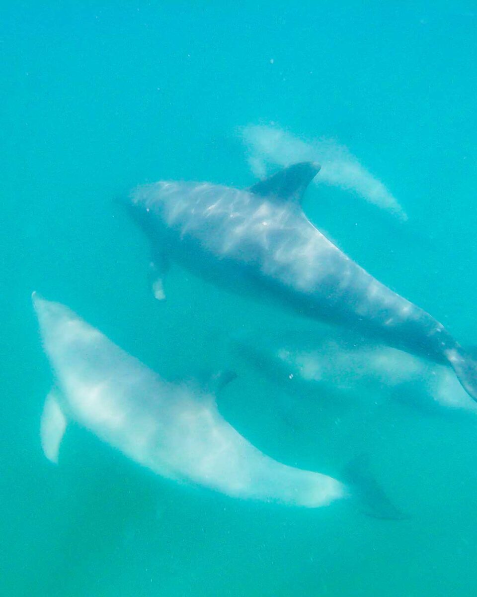 Four dolphins swim underneath us during the Rockingham Dolphin swim