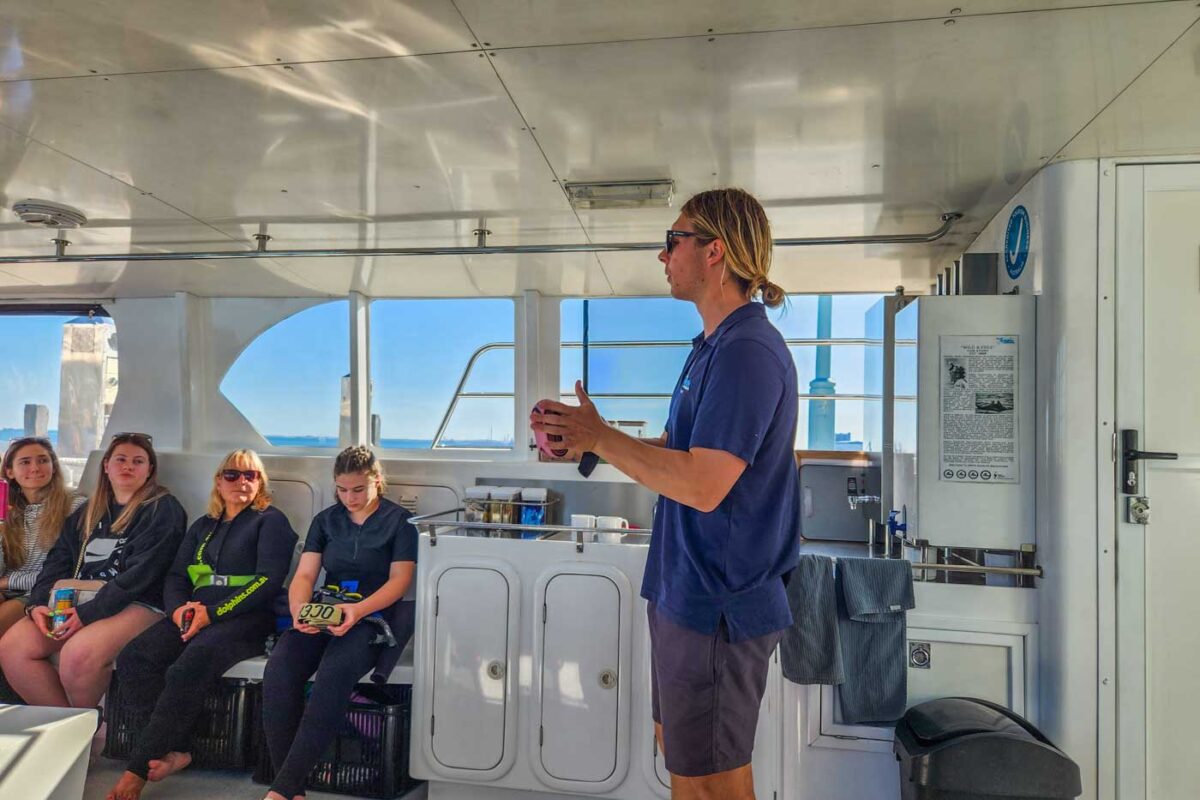 Our guide on the rockingham dolphin swim explains the rules and saftey information of swimming with dolphins