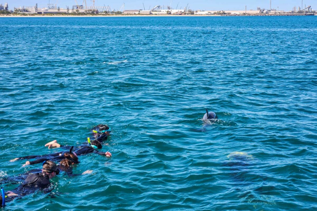 People swim up to a dolphin in Perth on a tour