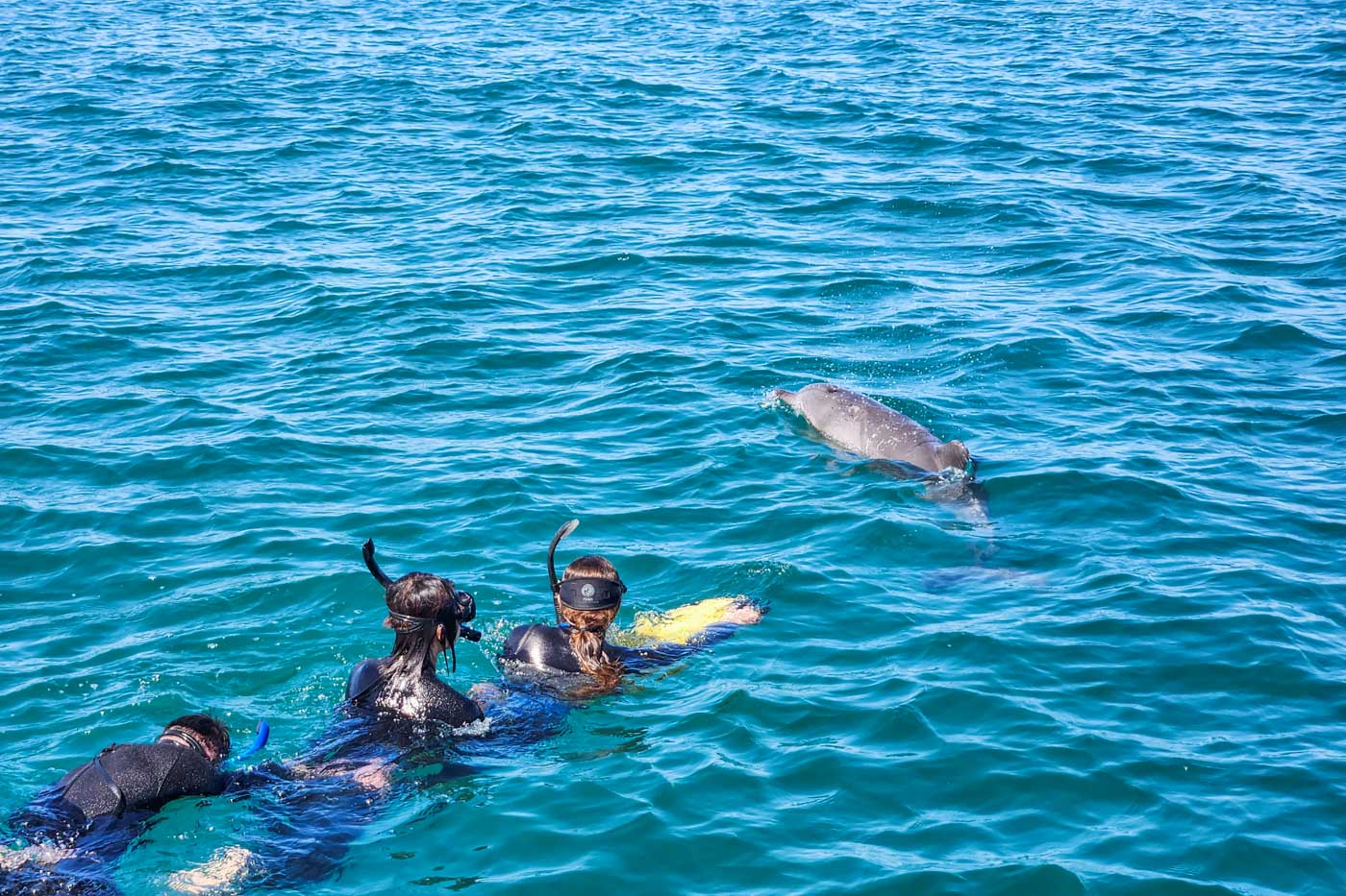 People swim with dolphins in Perth