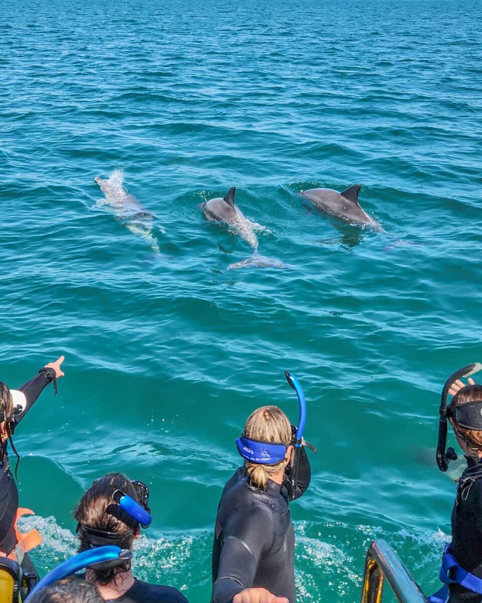 Three dolphins swim behind the boat on the Perth dolphin swim