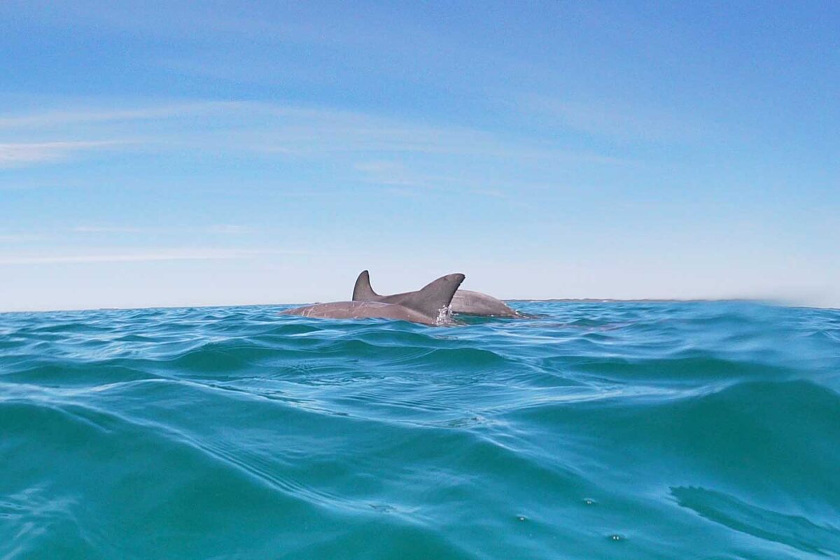 Two dolphins swim int he water in front of us in Perth on the dolphin swim