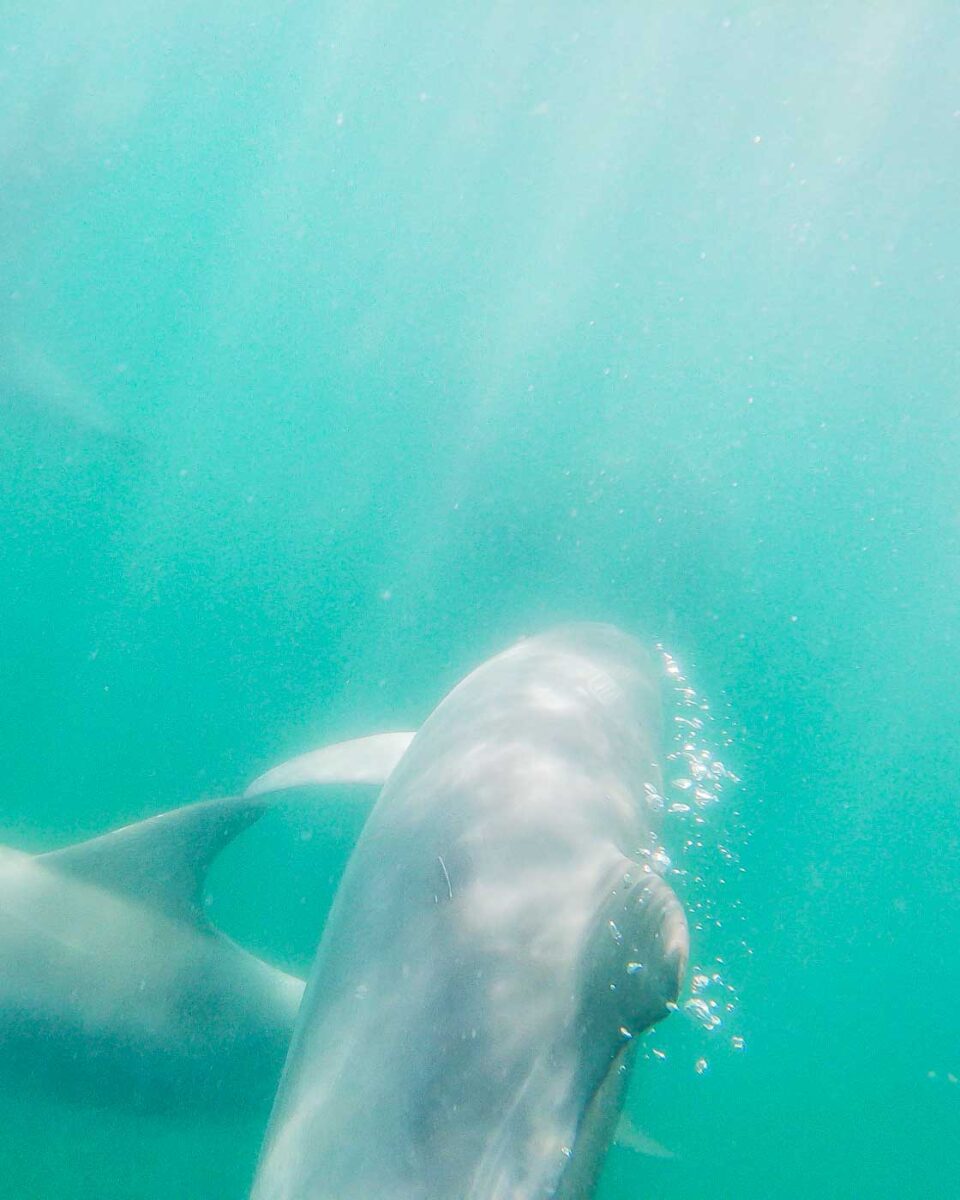Two dolphins swim underneath us during the dolphin swim in Perth, WA