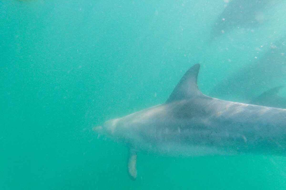 few dolphins swim underneath us during the dolphins swim in Perth