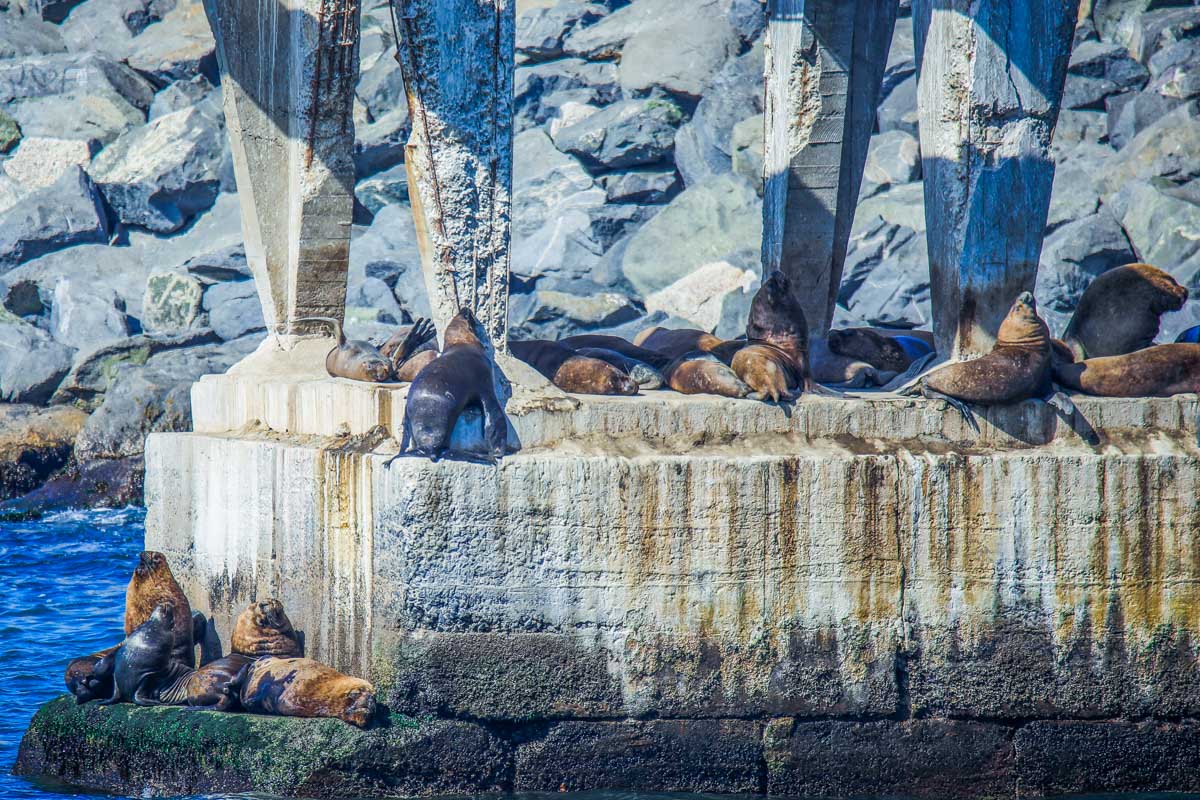 sea lions at Playa Caleta Portales  on the pier