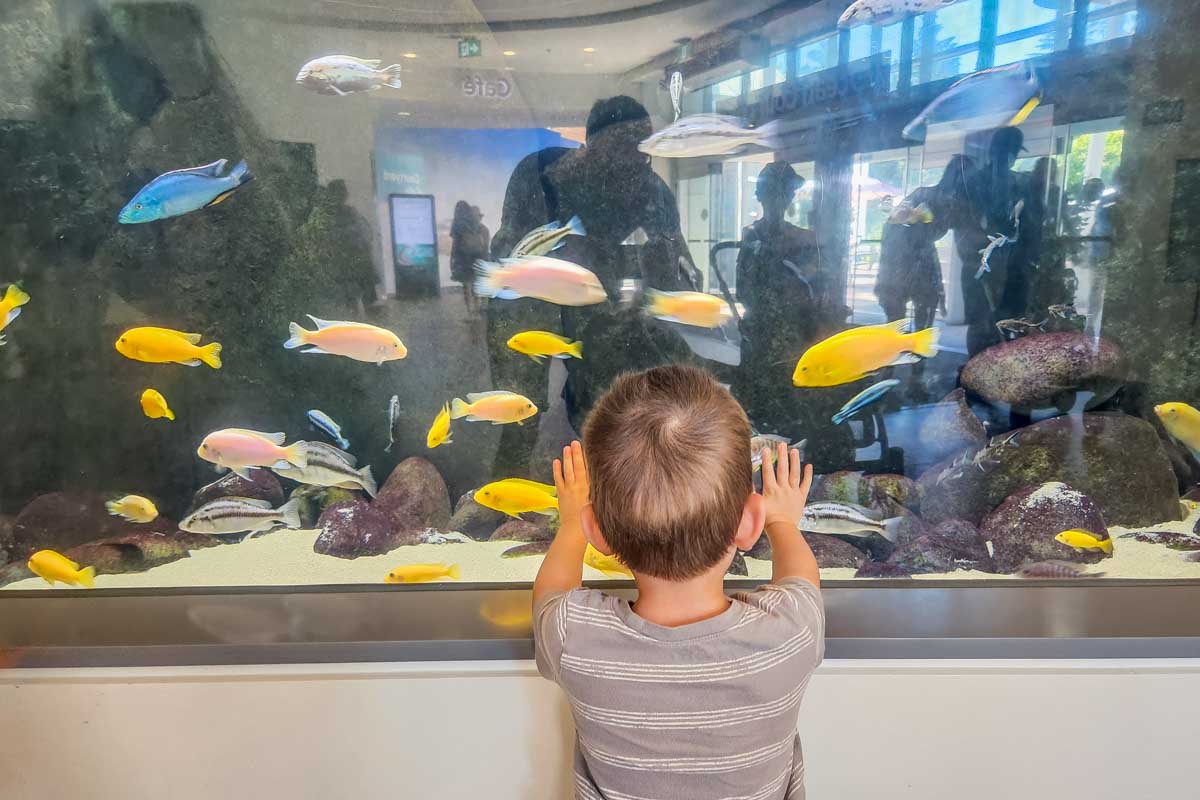 A child looks at the fish at the Vancouver Aquarium