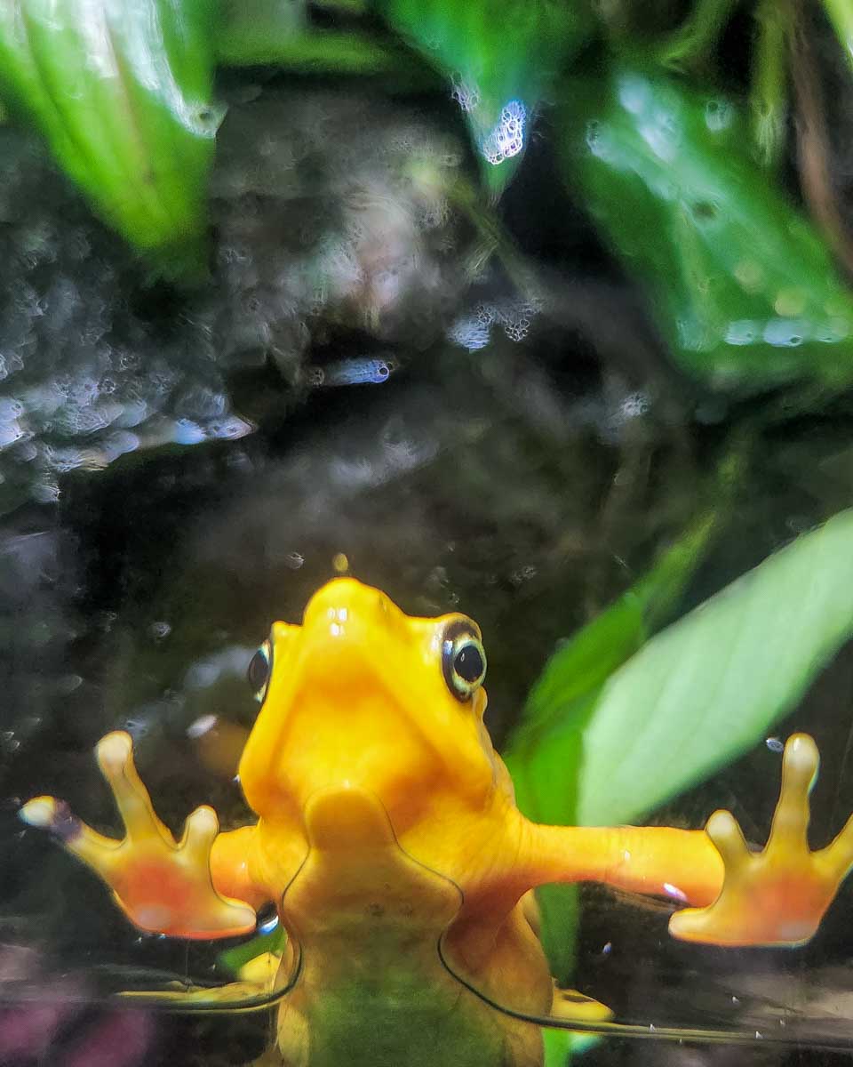 A frog at the Vancouver Aquarium