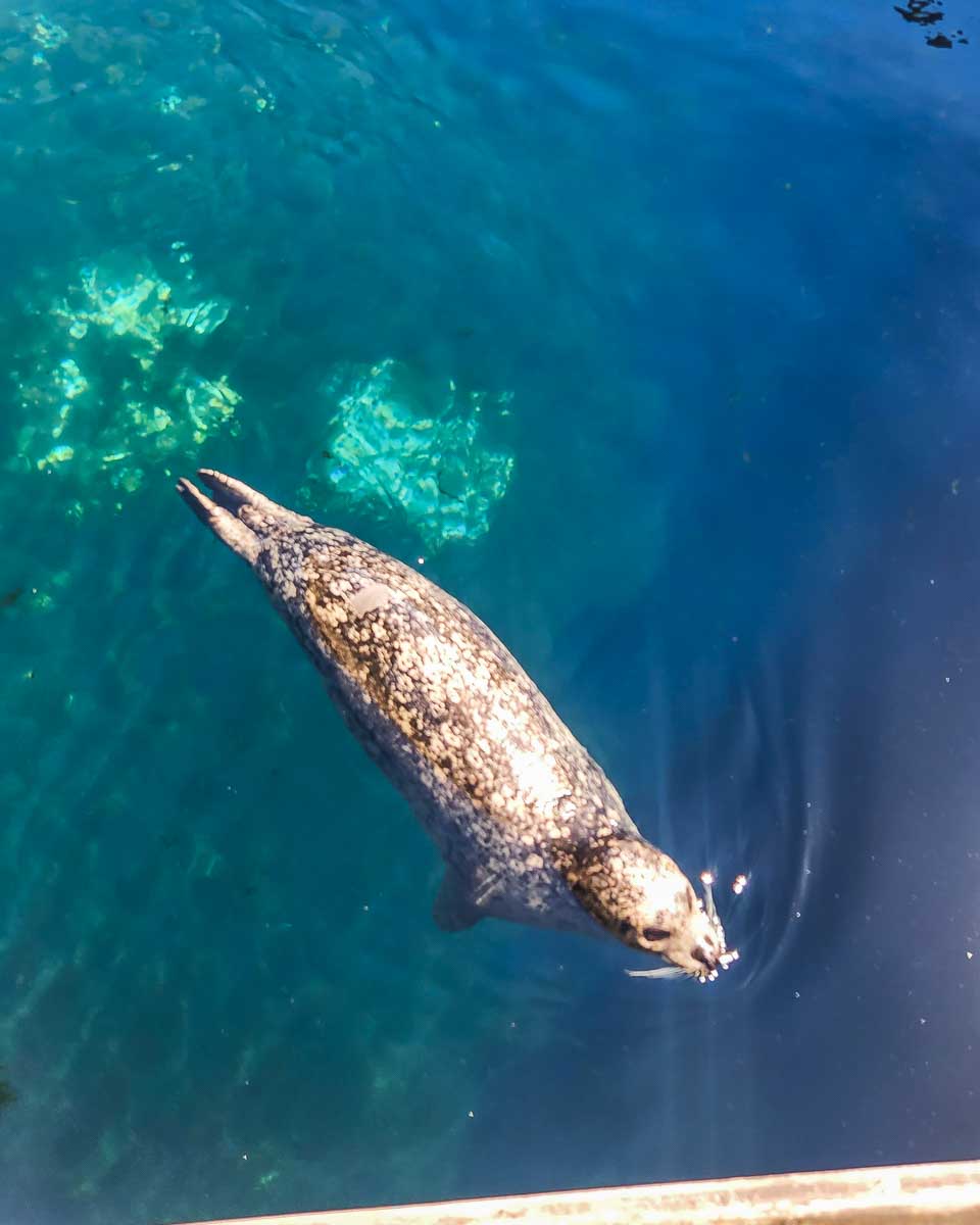 A seal swims in his tank at the Vancouver Aquarium