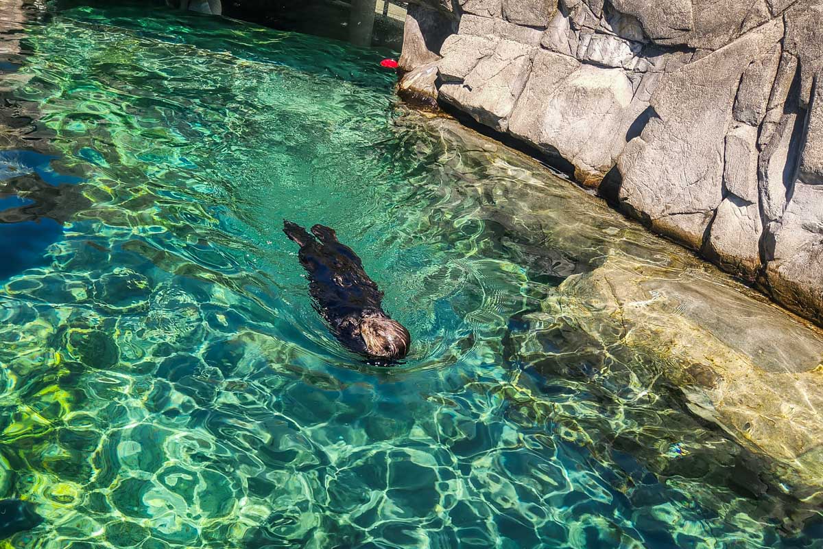An otter at the Vancouver Aquarium