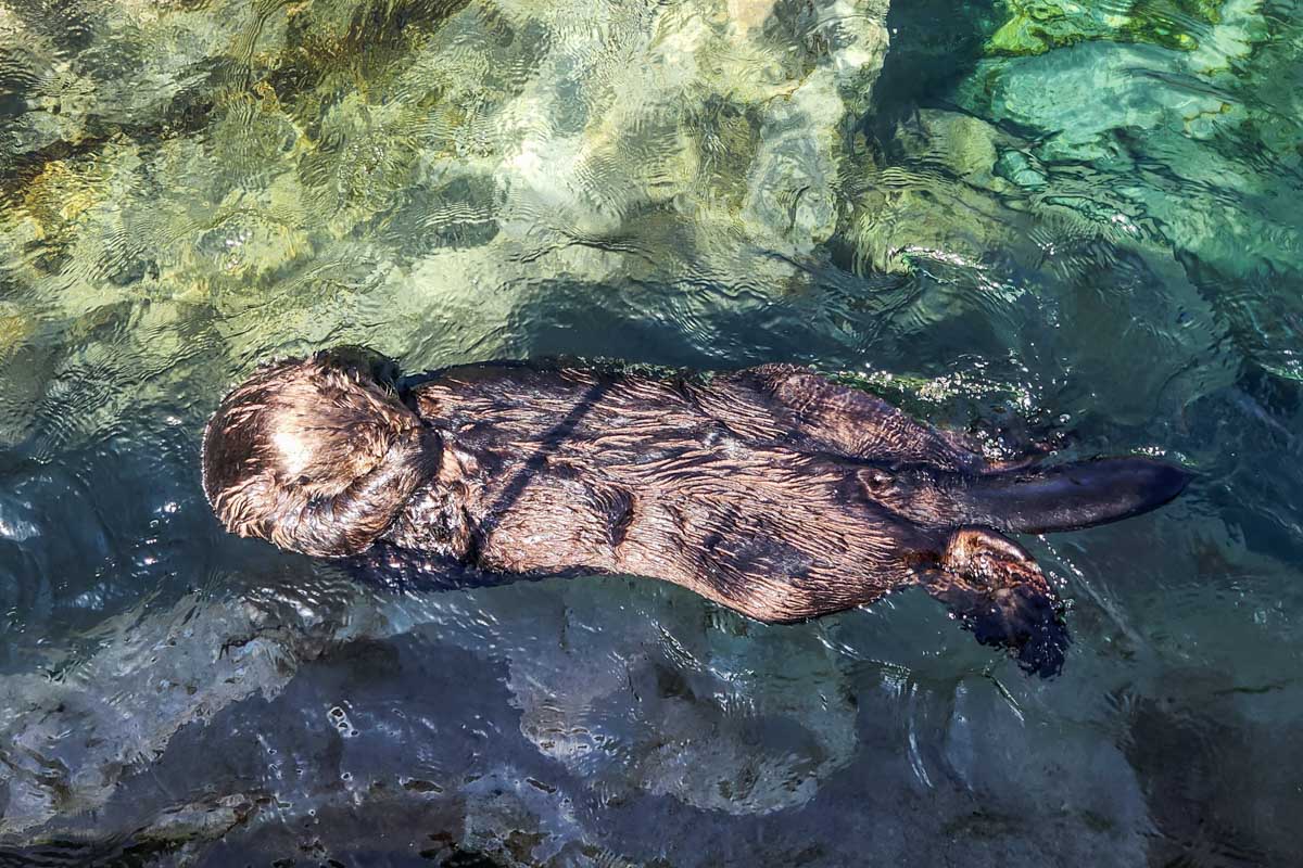 An otter swims on his back at the Vancouver Aquarium