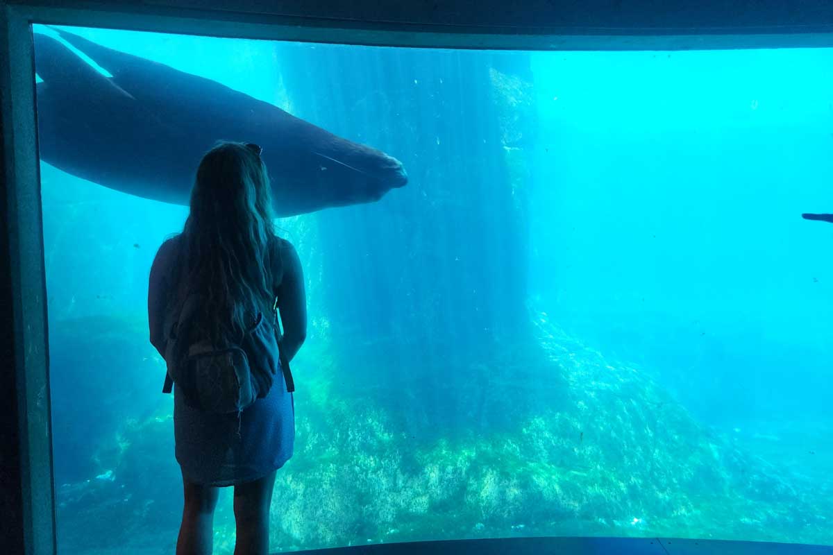 Bailey looks through the glass at the seals at the Vancouver Aquarium