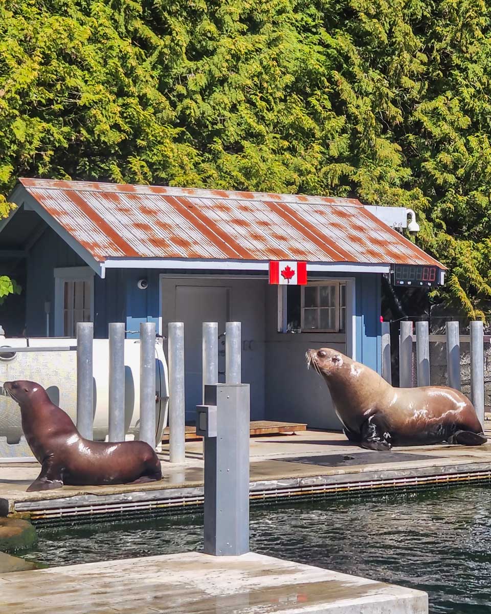 Seals perform tricks at the Vancouver Aquarium