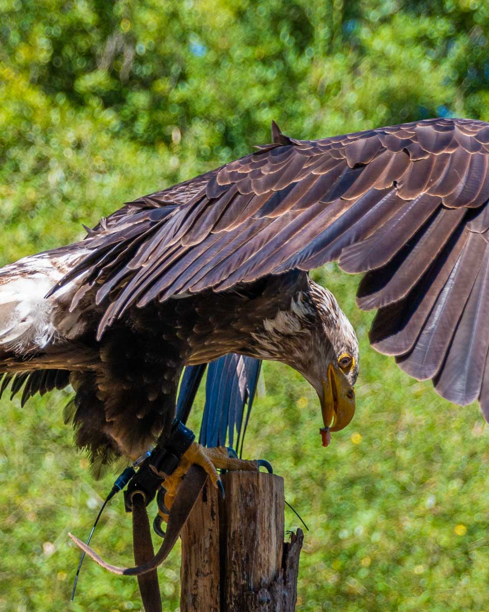 A bald eagle at the Pacific Northwest Raptors show near Duncan, BC