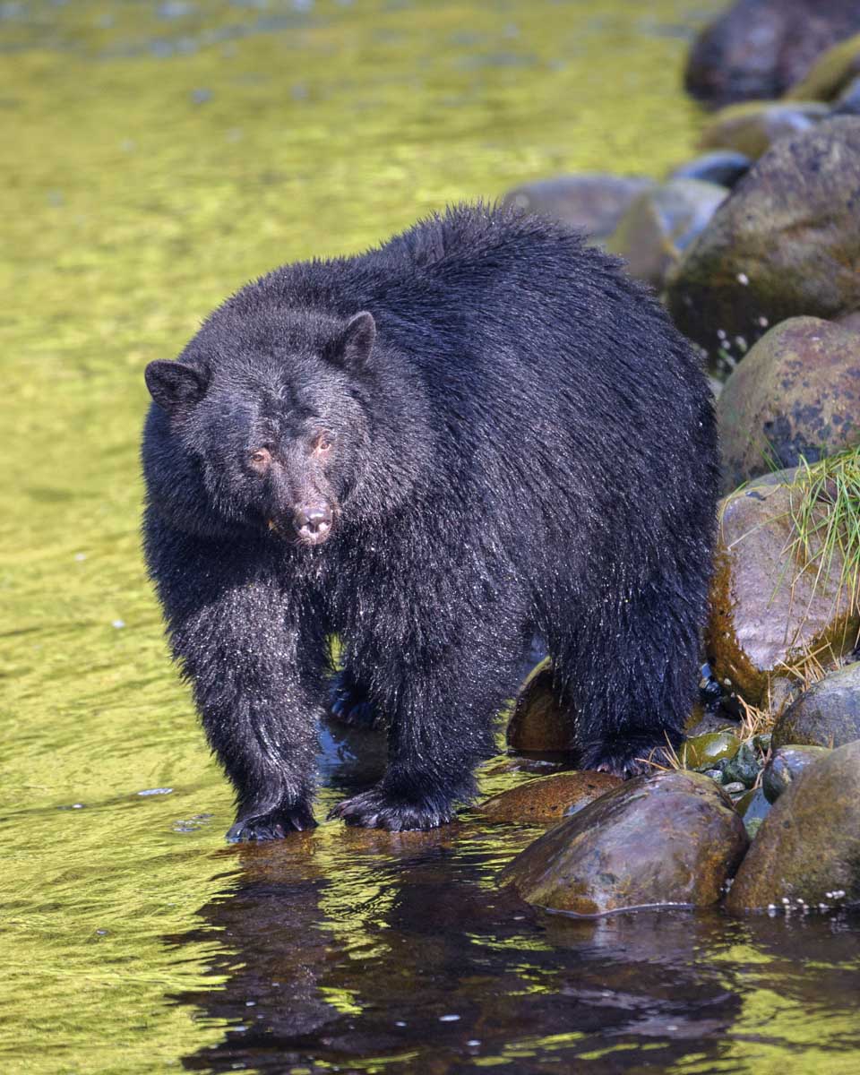 A bear at Thornton Creek Fish Hatchery, Ucluelet