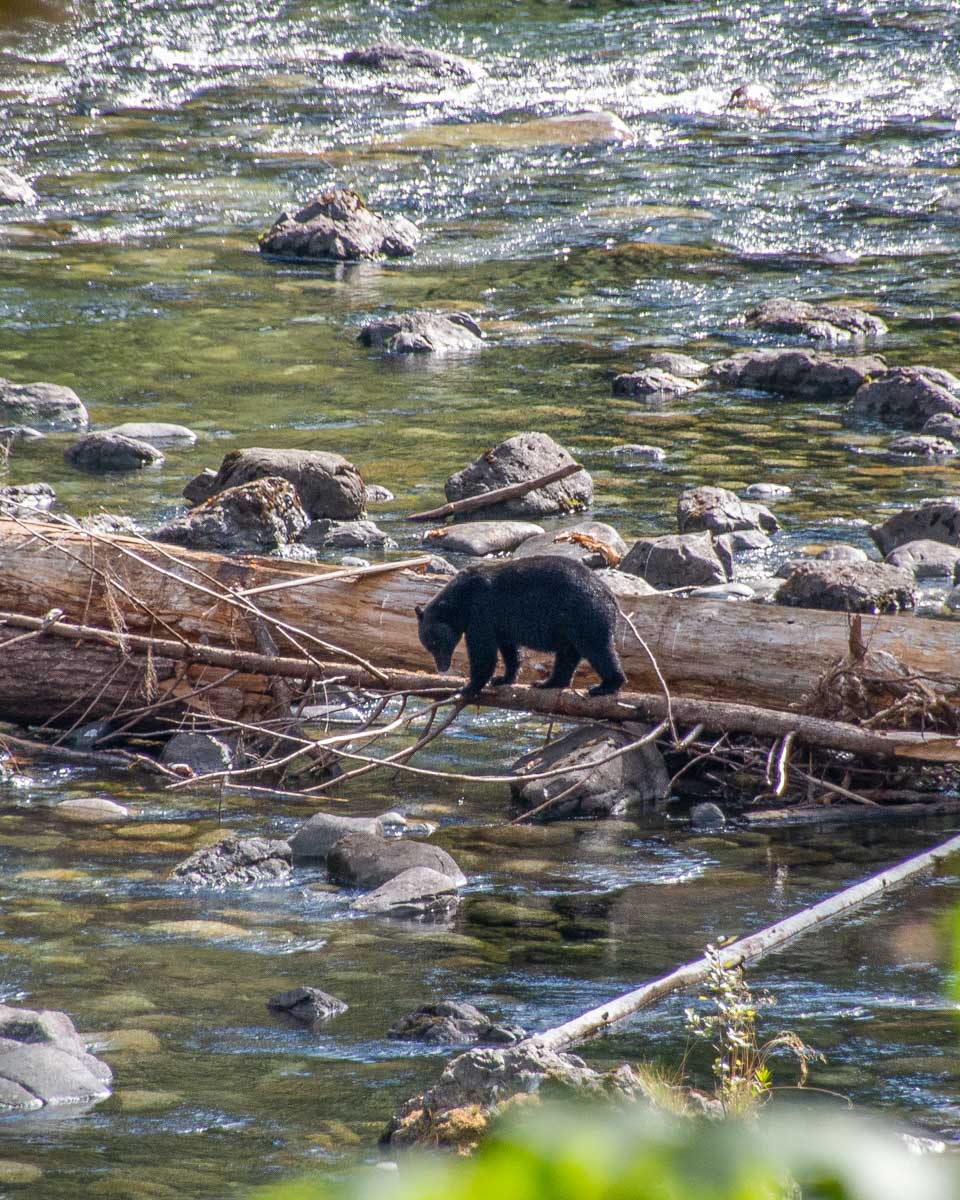 A bear hunts salmon in almon run at Stamp River Provincial ParkĀ