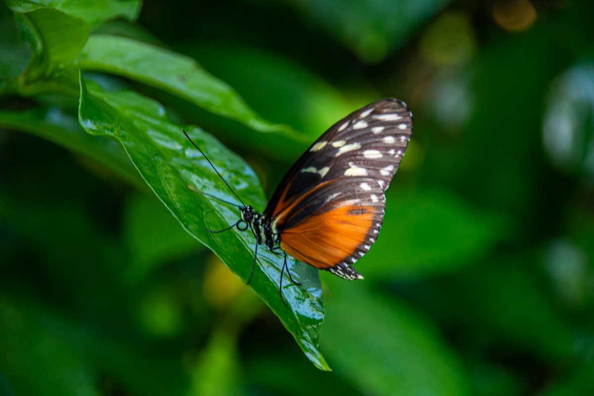 A butterfly from the Butterfly Gardens Parksville, BC
