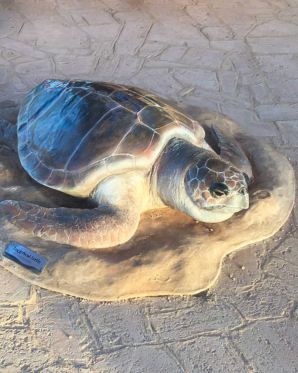 A display turtle at the Jurabi Turtle Centre 
