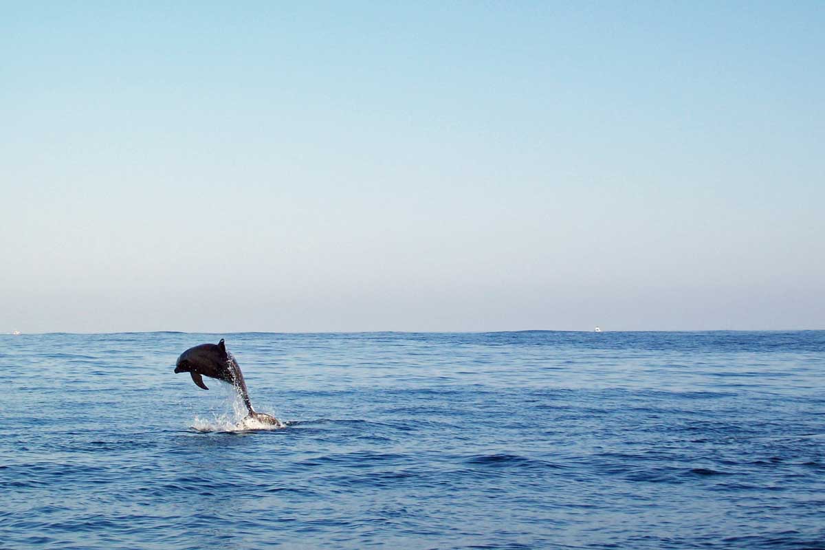 A dolphin off the coast of Puerto Vallarta