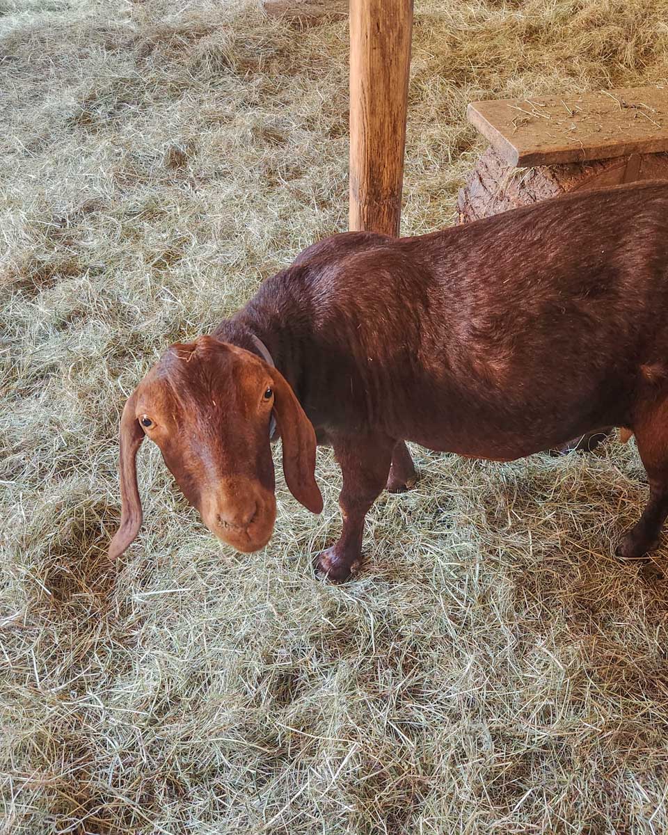 A goat at Salt Spring Island Cheese