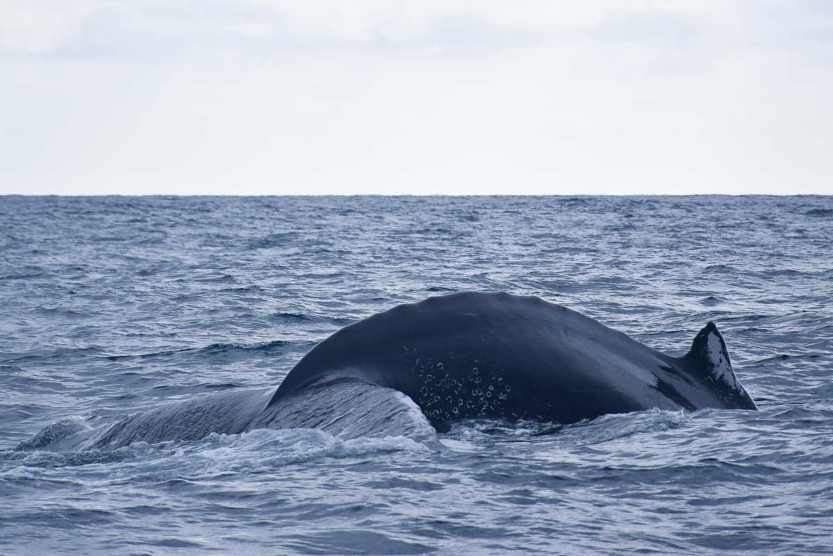 A humpback whale comes up for air in Puerto Vallarta, Mexico