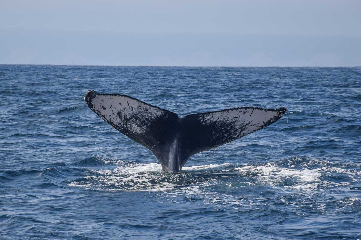 A humpback whale tail breaches the water in the Bay of Banderas in Puerto Vallarta, Mexico
