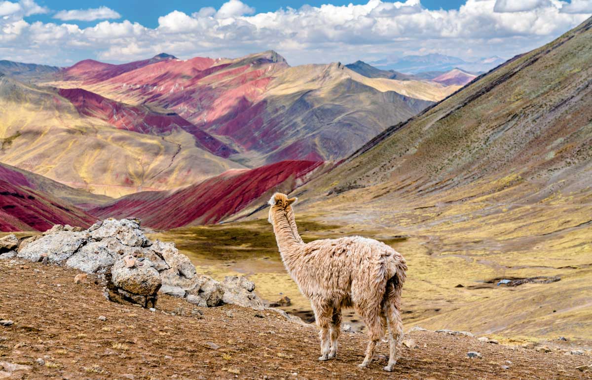 A llama at Rainbow Mountain in Peru