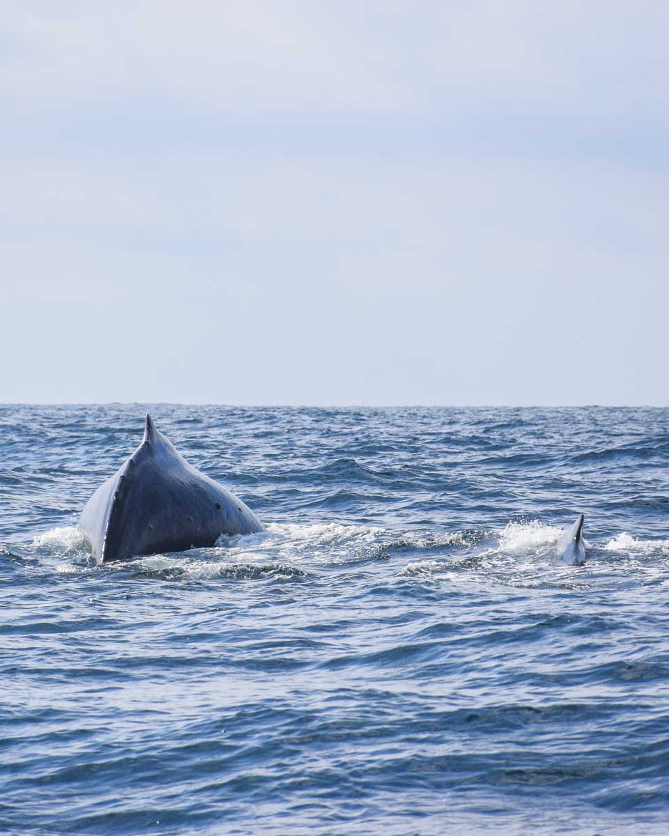 A whale swims through the Bay of Banderas on a tour from Puerto Vallarta