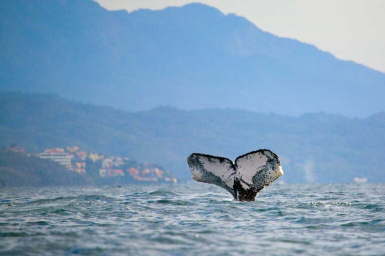 A whale tail with the city of Puerto Vallarta in the background