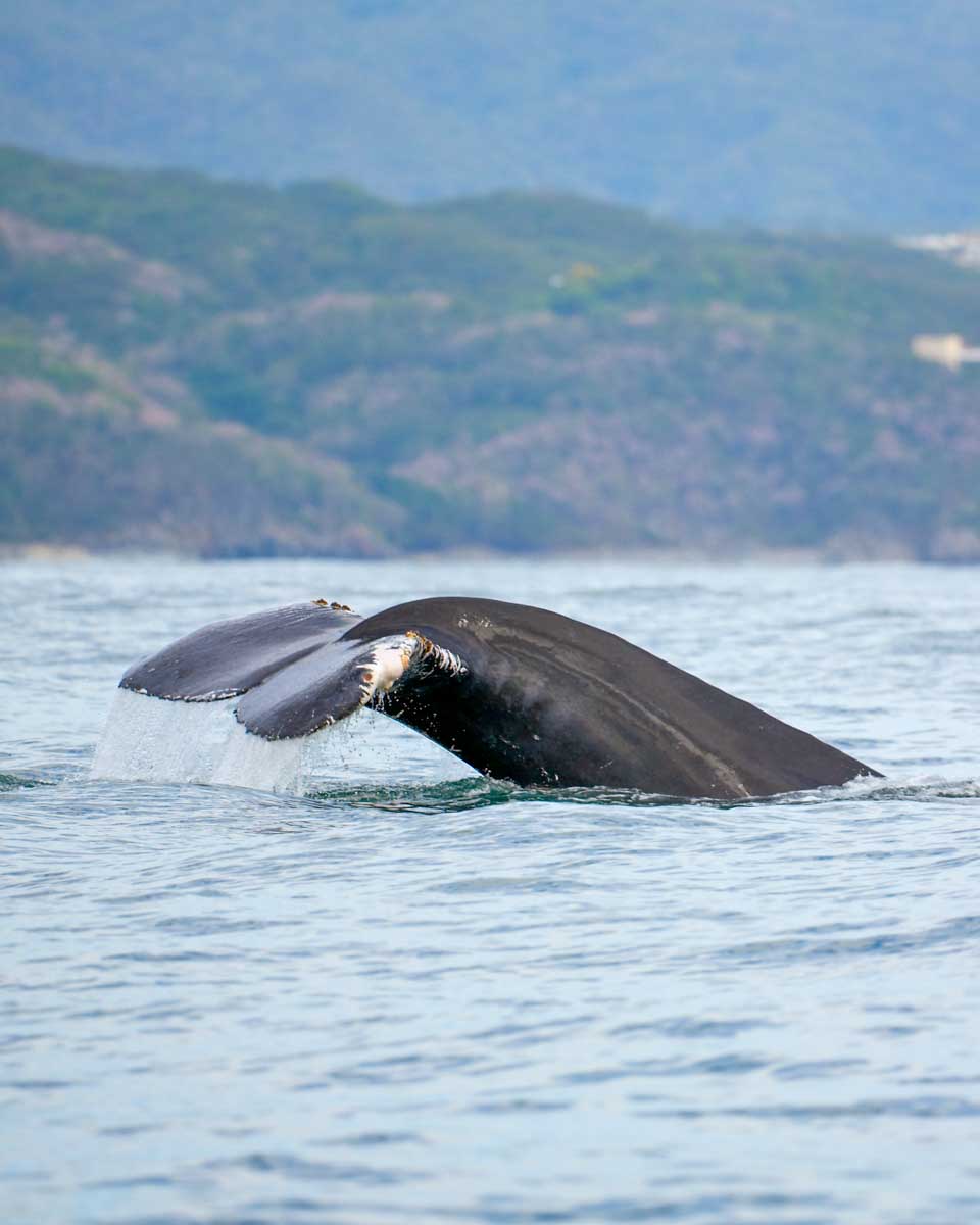 A whale tale in the Bay of Banderas, Puerto Vallarta, Mexico