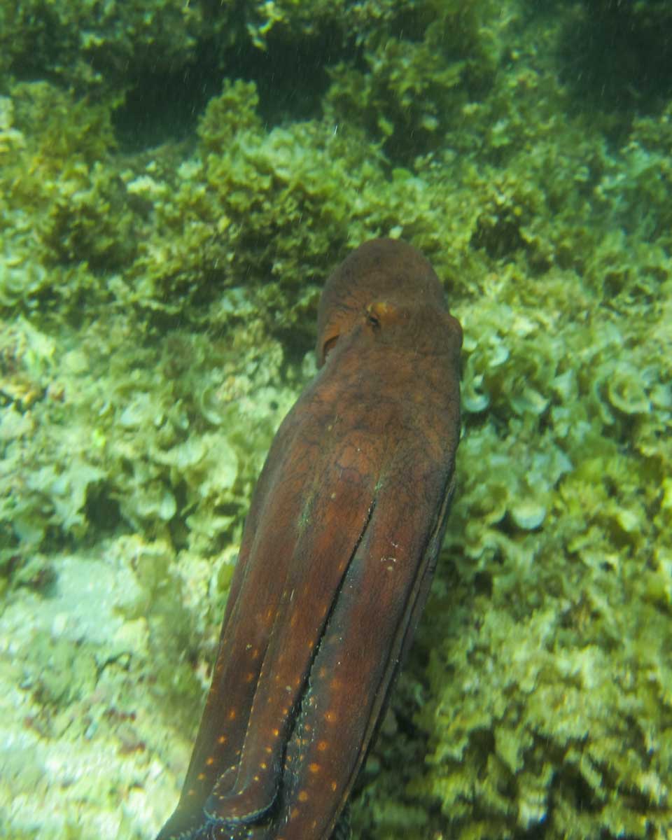An octopus while snorkeling in Exmouth, WA