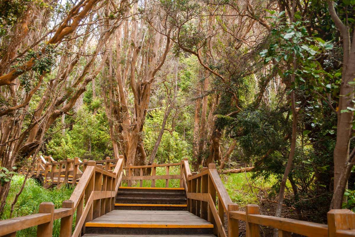 wooden stairs in Los Arrayanes National Park in Bariloche, Argentina