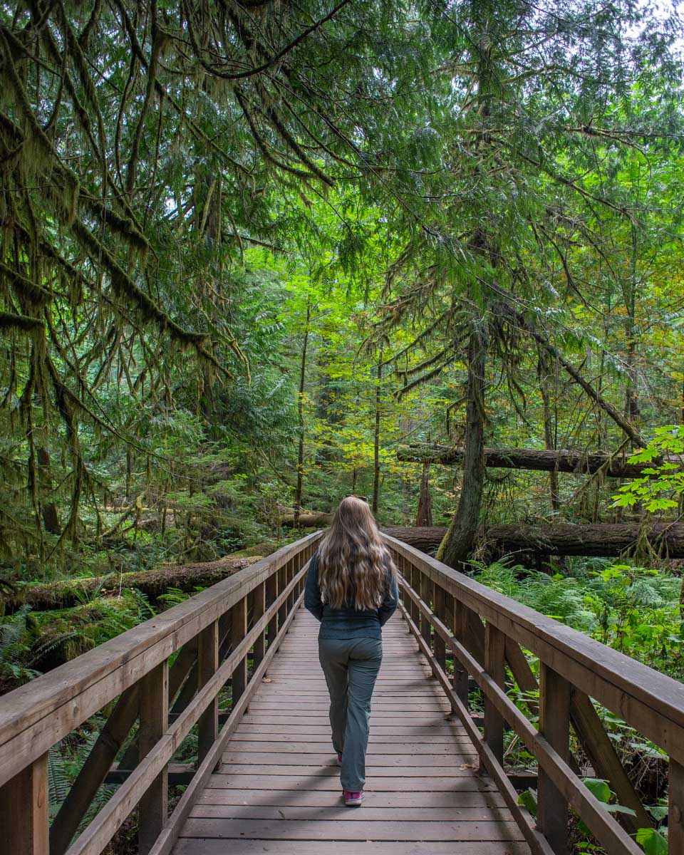 Bailey walks along a boardwalk in Cathedral Grove, Vancouver Island