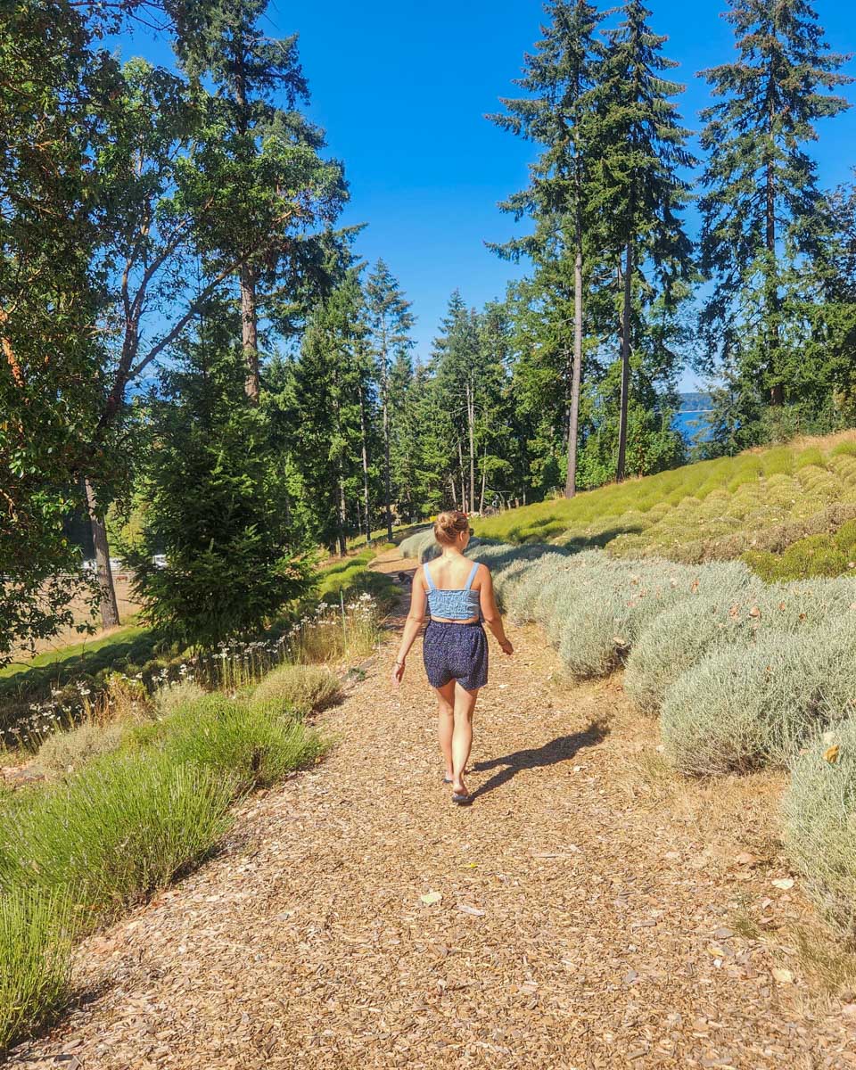 Bailey walks along the lavender at Lavender and Black FarmÂ