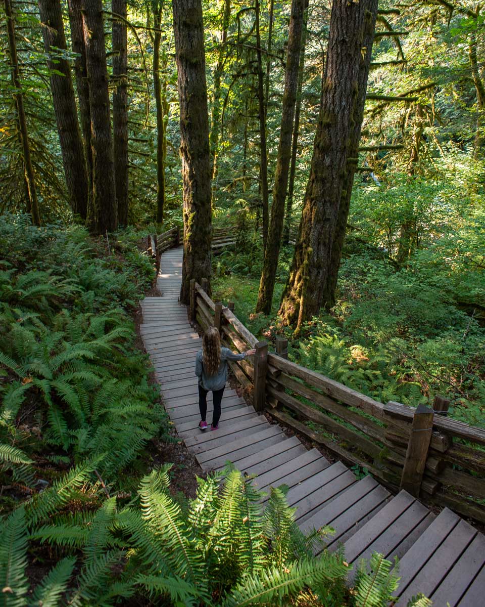 Bailey walks down some steps in Goldstream Provincial Park, Vancouver Island