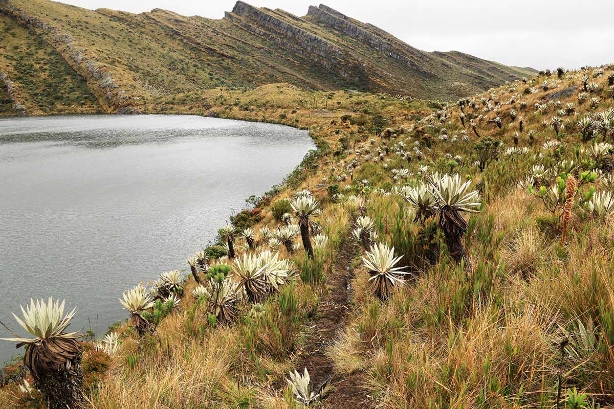 Scenic view at Chingaza National Natural Park in Bogota, Colombia