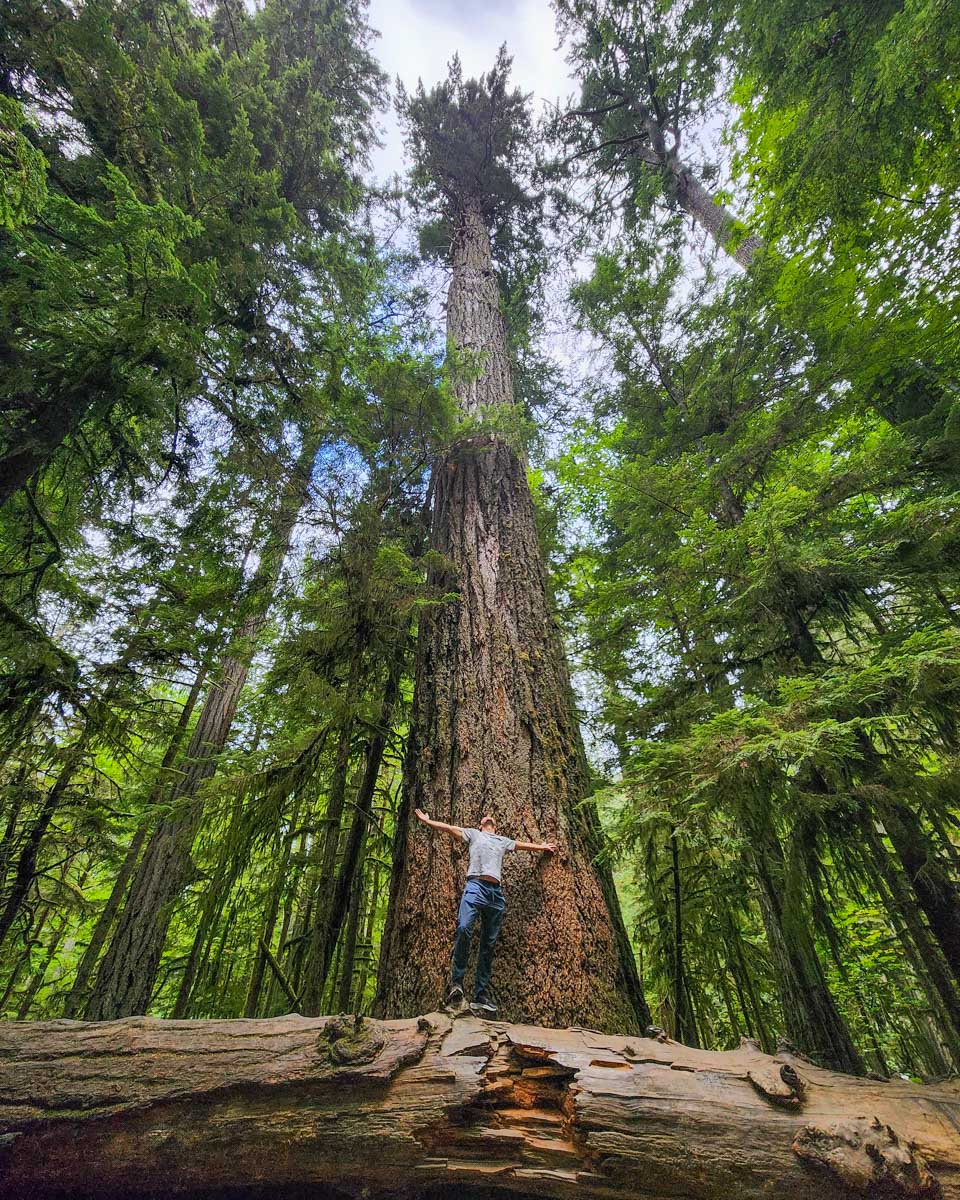 Daniel stands underneath the largest tree at Cathedral Grove on Vancouver Island