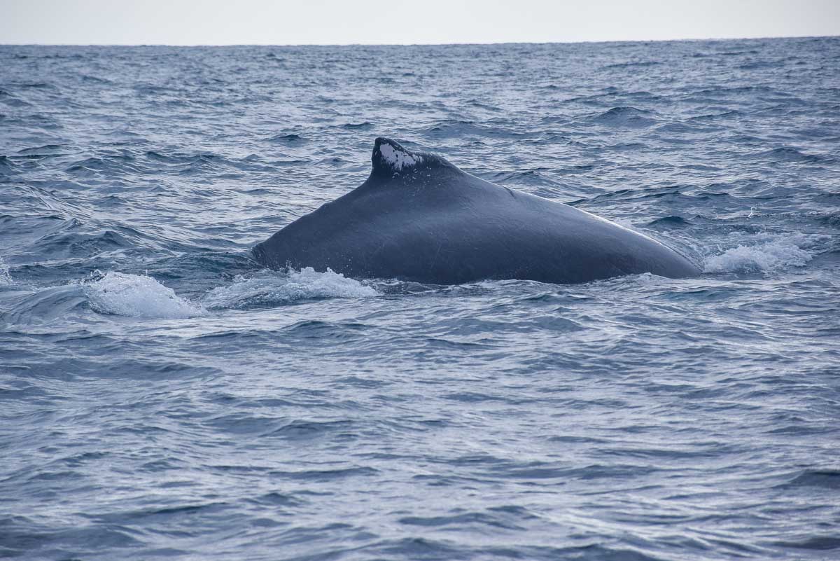 Humpback whale in the Bay of Banderas
