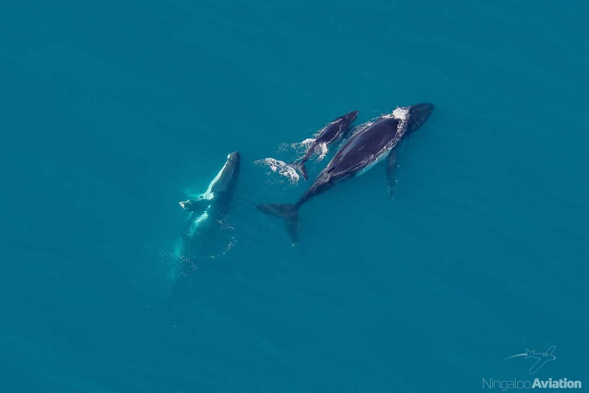 Ningaloo Aviation scenic flight watching whales below