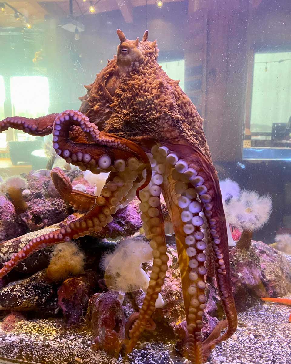 Octopus at the Ucluelet Aquarium