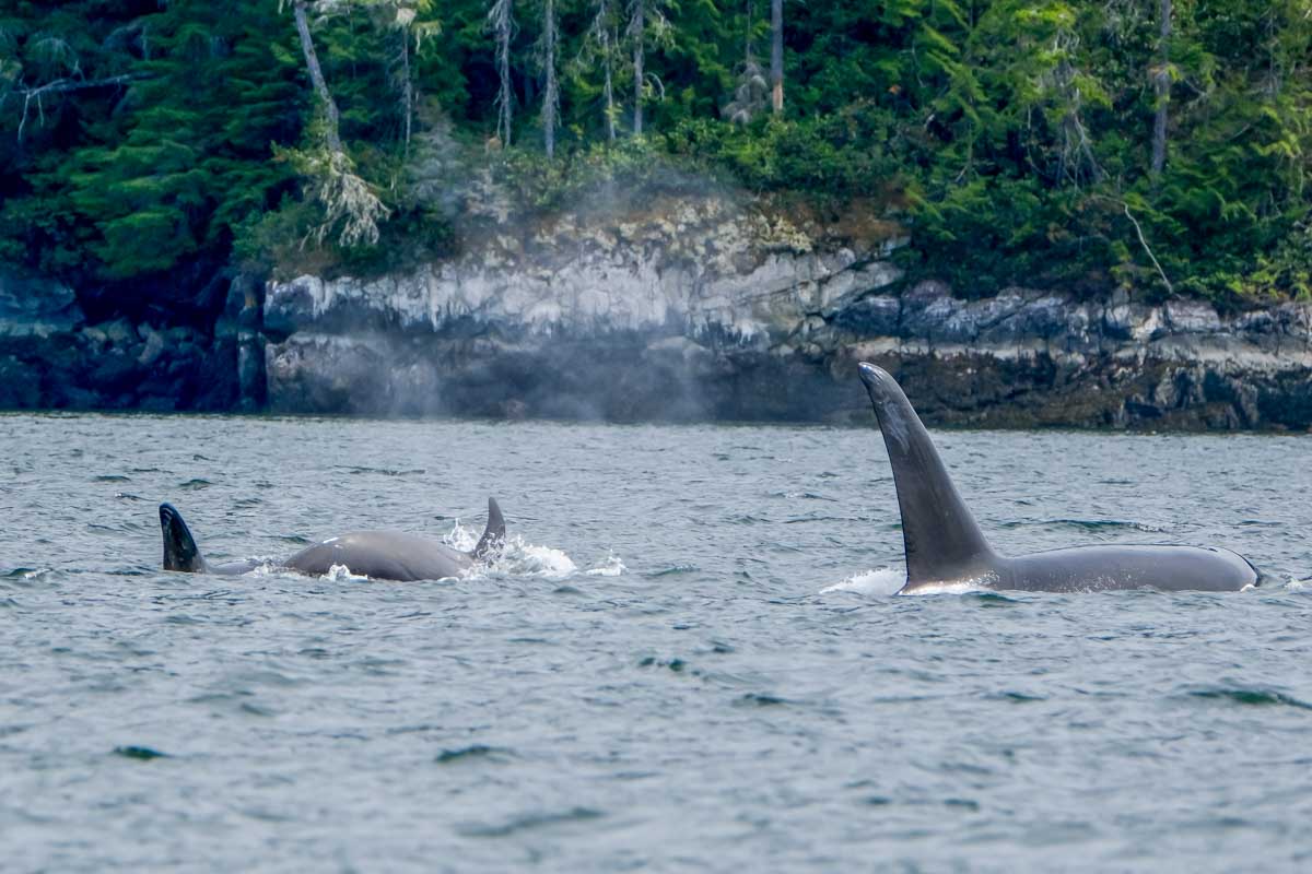 Orcas swim through the water on a whale watching tour in Tofino